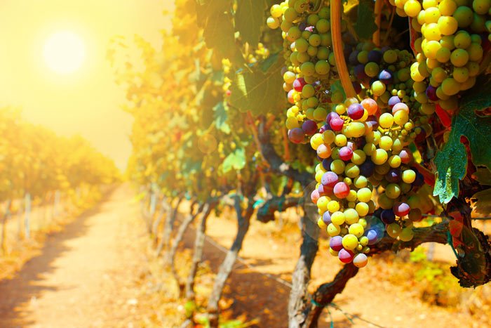The Parable of the Workers in the Vineyard – Grace thru faith