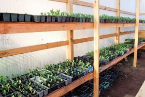 Community Garden growing shelves